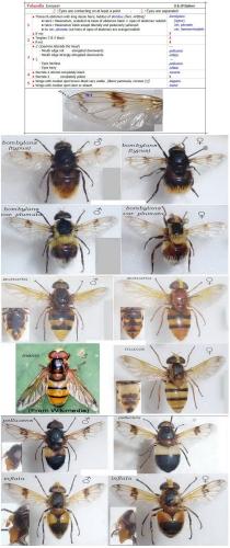 Volucella divers